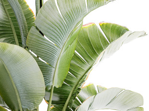 White potted plants Strelitzia Croton bromelia 1444 3D Model