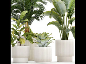 Vasos de plantas brancas Strelitzia Croton bromelia 1444 Modelo 3D