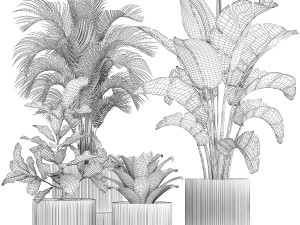 White potted plants Strelitzia Croton bromelia 1444 3D Model