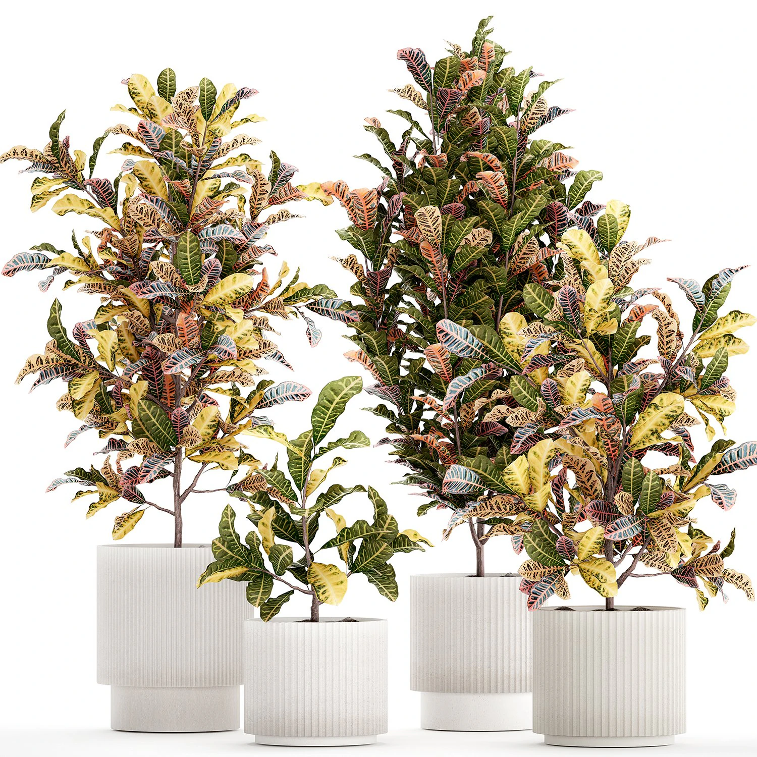 Collection of white potted plants of small Croton trees 1445 3D Model .c4d .max .obj .3ds .fbx .stl .blend 