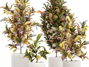 Collection of white potted plants of small Croton trees 1445 3D मॉडल