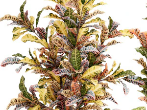 Collection of white potted plants of small Croton trees 1445 3D Model