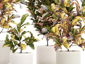 Collection of white potted plants of small Croton trees 1445 3D Model