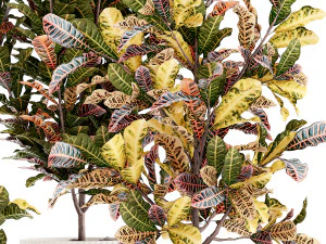 Collection of white potted plants of small Croton trees 1445 3D Model