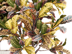 Collection of white potted plants of small Croton trees 1445 Modelo 3D