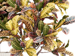Collection of white potted plants of small Croton trees 1445 3D Model