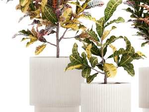 Collection of white potted plants of small Croton trees 1445 Modelo 3D