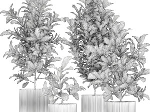 Collection of white potted plants of small Croton trees 1445 Modelo 3D