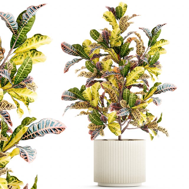 Small indoor tree white modern pot Croton tree 1446 Modello 3D .c4d .max .obj .3ds .fbx .stl .blend 