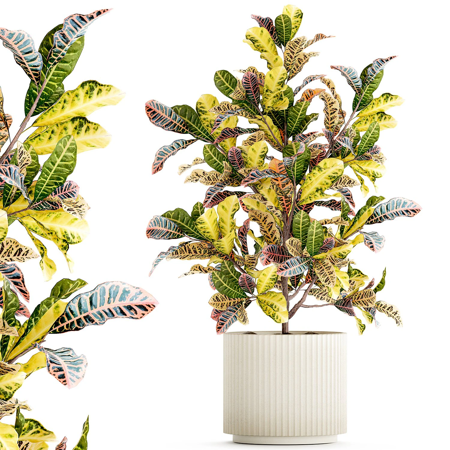 Small indoor tree white modern pot Croton tree 1446 3D Model .c4d .max .obj .3ds .fbx .stl .blend 