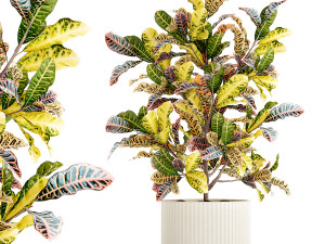 Small indoor tree white modern pot Croton tree 1446 Modèle 3D