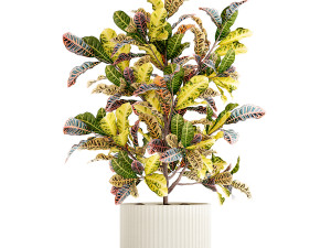 Small indoor tree white modern pot Croton tree 1446 Modello 3D