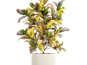 Small indoor tree white modern pot Croton tree 1446 3D Model