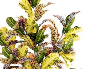 Small indoor tree white modern pot Croton tree 1446 3D Model