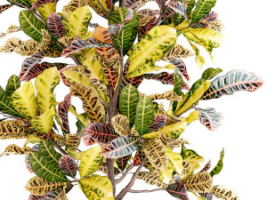 Small indoor tree white modern pot Croton tree 1446 3D Model