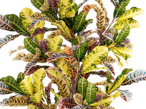 Small indoor tree white modern pot Croton tree 1446 3D Model