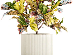 Small indoor tree white modern pot Croton tree 1446 3D Model