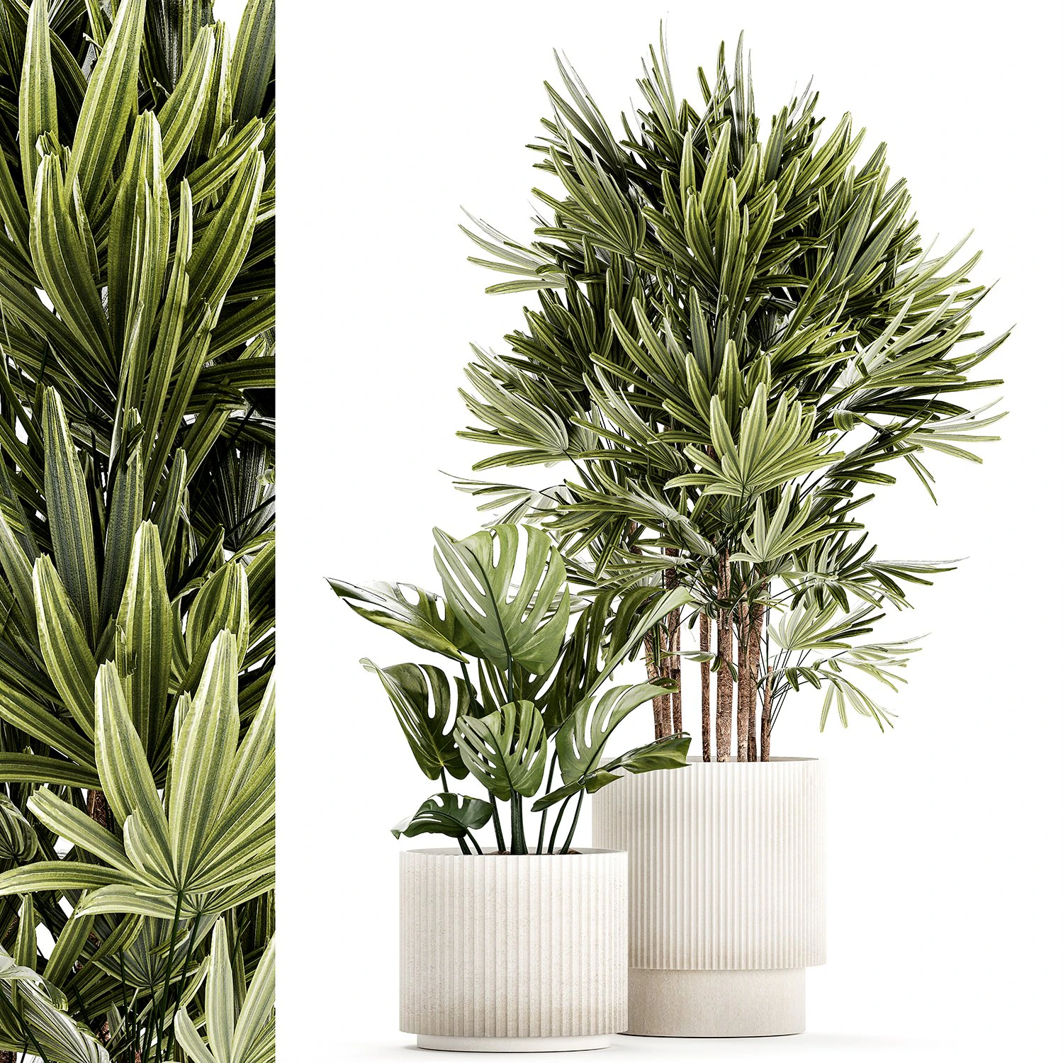 Small white potted plants Monstera Raphis palm 1448 3D Model .c4d .max .obj .3ds .fbx .stl .blend