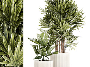 Small white potted plants Monstera Raphis palm 1448 3D Model