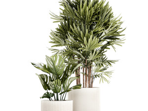 Small white potted plants Monstera Raphis palm 1448 3D-Modell