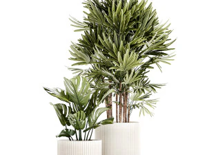Small white potted plants Monstera Raphis palm 1448 3D Model