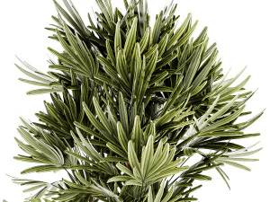 Small white potted plants Monstera Raphis palm 1448 3D Model