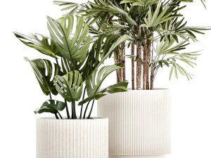 Small white potted plants Monstera Raphis palm 1448 3D Model