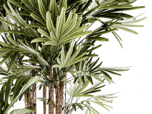 Small white potted plants Monstera Raphis palm 1448 3D Model