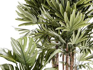 Small white potted plants Monstera Raphis palm 1448 3D-Modell