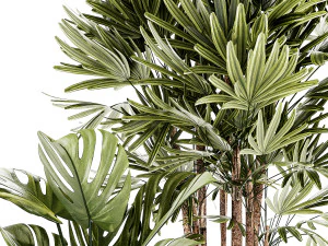Small white potted plants Monstera Raphis palm 1448 3D Model
