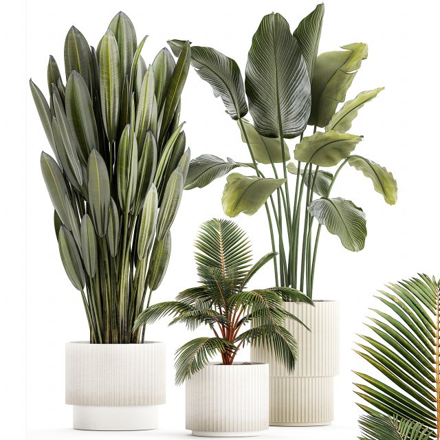 Small Potted Plants Strelitzia Banana Coconut Palm 1449 3D 모델 .c4d .max .obj .3ds .fbx .stl .blend 