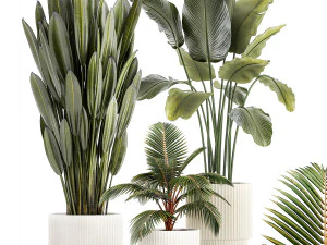 Small Potted Plants Strelitzia Banana Coconut Palm 1449 3D Model