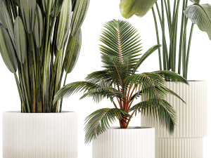 Small Potted Plants Strelitzia Banana Coconut Palm 1449 3D 모델