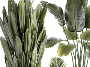 Small Potted Plants Strelitzia Banana Coconut Palm 1449 3D 모델