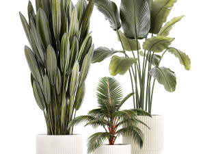 Small Potted Plants Strelitzia Banana Coconut Palm 1449 3D 모델