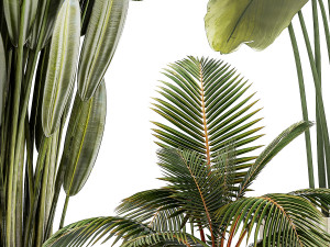 Small Potted Plants Strelitzia Banana Coconut Palm 1449 3D 모델