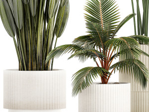 Small Potted Plants Strelitzia Banana Coconut Palm 1449 3D 모델
