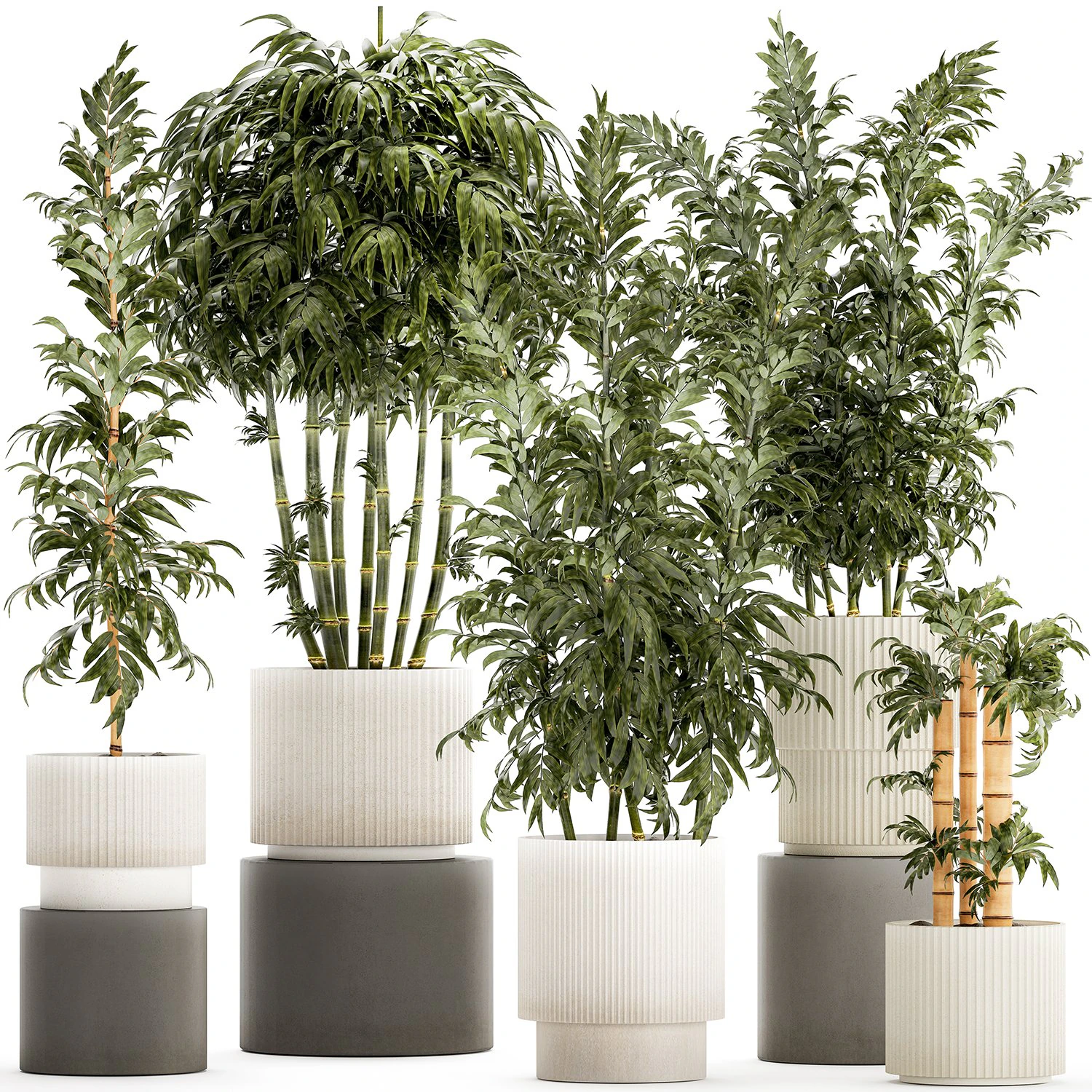 Beautiful small white modern potted bamboo bushes 1450 3D Model .c4d .max .obj .3ds .fbx .stl .blend 