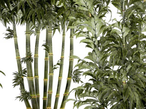 Beautiful small white modern potted bamboo bushes 1450 3D Model