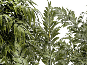 Beautiful small white modern potted bamboo bushes 1450 3D Model