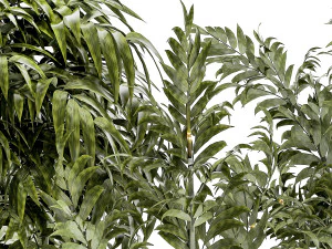 Beautiful small white modern potted bamboo bushes 1450 3D Model