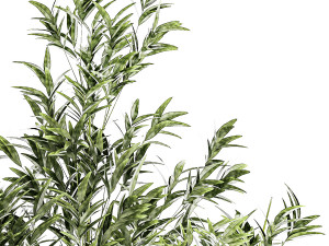 Set of small plants ficus lyrata tree pot bush bamboo 1451 3D 模型