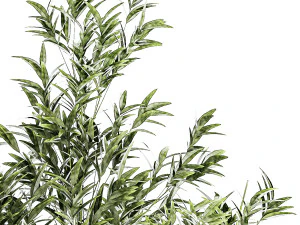 Set of small plants ficus lyrata tree pot bush bamboo 1451 3D Model