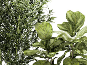 Set of small plants ficus lyrata tree pot bush bamboo 1451 3D Model