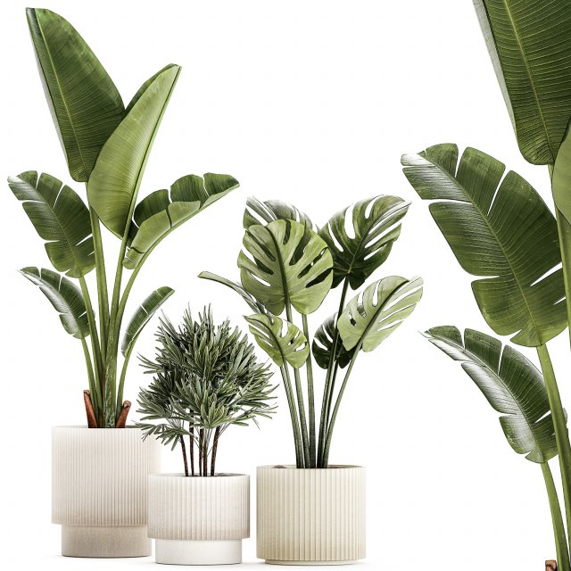 Set of small Strelitzia Monstera Raphis Palm plants 1452 3D 模型 .c4d .max .obj .3ds .fbx .stl .blend 