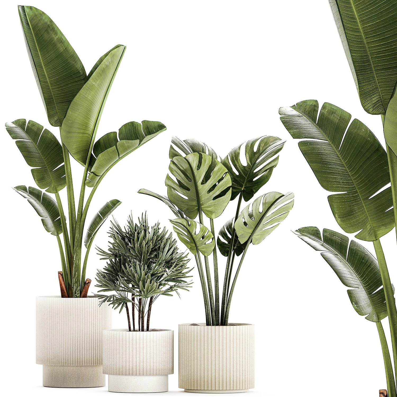 Conjunto de pequenas plantas de palmeira Strelitzia Monstera Raphis 1452 Modelo 3D .c4d .max .obj .3ds .fbx .stl .blend 