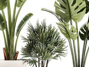 Conjunto de pequenas plantas de palmeira Strelitzia Monstera Raphis 1452 Modelo 3D