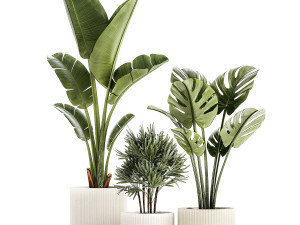 Set of small Strelitzia Monstera Raphis Palm plants 1452 3D 模型