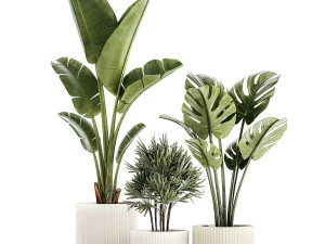 Conjunto de pequenas plantas de palmeira Strelitzia Monstera Raphis 1452 Modelo 3D