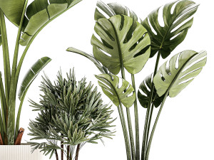 Set of small Strelitzia Monstera Raphis Palm plants 1452 3D 模型